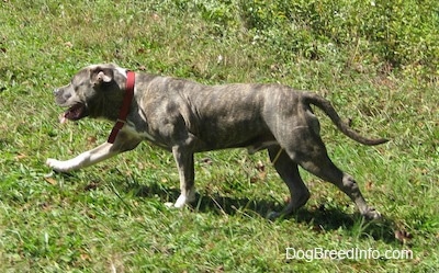 A blue-nose brindle Pit Bull Terrier puppy is walking up a grassy hill. His mouth is open and tongue is out.