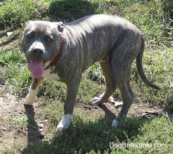 A blue-nose brindle Pit Bull Terrier puppy is standing on a hill looking forward panting.
