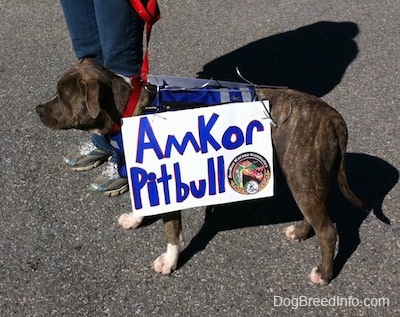 A blue-nose brindle Pit Bull Terrier puppy is standing on a blacktop surface and he is wearing a vest with a sign on the side. The sign reads - Amkor Pit Bull.