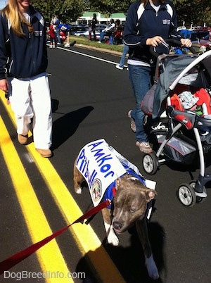 A blue-nose brindle Pit Bull Terrier puppy is wearing a vest and a sign that reads - Amkor Pit Bull. The dog is walking down a street next to a person pushing a stroller.