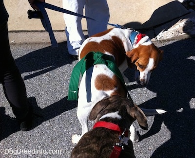 A blue-nose brindle Pit Bull Terrier puppy is sniffing the rear end of a brown and white Beagle mix dog.