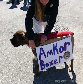 A lady in a black jacket is tying a sign to a brown brindle Boxer. The sign reads - Amkor Boxer.