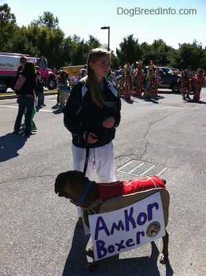 A girl in black pants is holding the leash of a brown brindle Boxer that has a sign that reads - Amkor Boxer - on it.