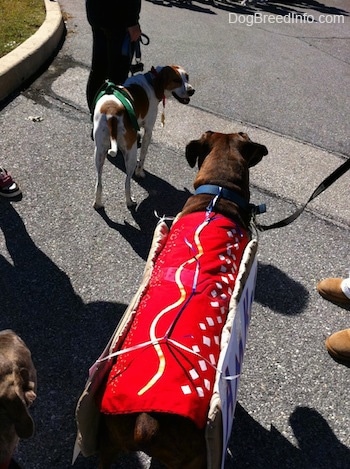The back of a brown brindle Boxer that is looking at a brown and white beagle. They are walking in a street,