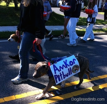 A lady in a black jacket is leading two dogs on a walk. One of the dogs is wearing a sign that reads - Amkor Pitbull.