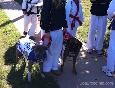 A blue-nose brindle Pit Bull Terrier puppy and a brown brindle Boxer are standing around a person in a black jacket with people in karate uniforms around them.