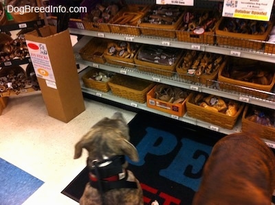 A blue-nose brindle Pit Bull Terrier puppy is standing at a pet store looking at the bones on the shelf. Next to him a brown brindle Boxer is looking down at a mat that is under him.