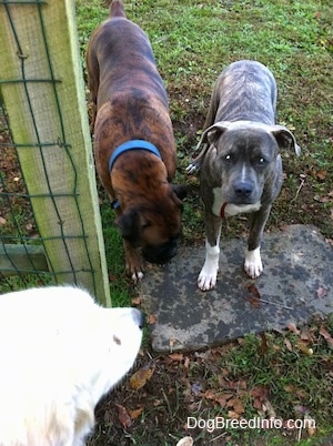 A blue-nose brindle Pit Bull Terrier puppy is looking up and standing next to a brown brindle Boxer. In front of them is a large white Great Pyrenees dog.