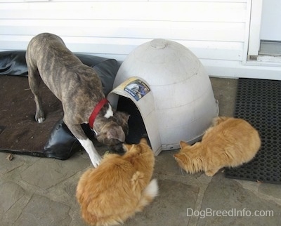 A blue-nose brindle Pit Bull Terrier puppy is standing on a dog bed and he is sniffing in front of an igloo shaped doghouse on a stone porch in front of a white house. There are two orange cats next to the puppy.