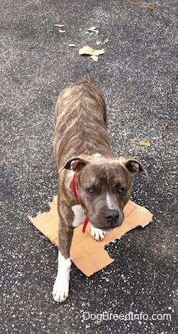A blue-nose brindle Pit Bull Terrier puppy is standing on a cardboard box in a driveway and there are pieces of cardboard behind him.