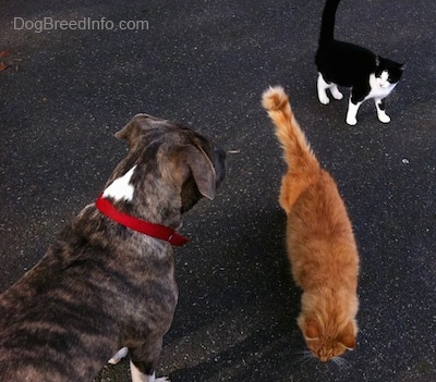 The back of a blue-nose brindle Pit Bull Terrier puppy being circled by an orange cat and a black with white cat.