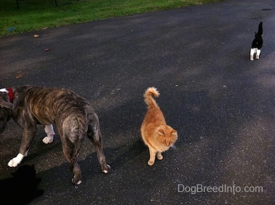 A blue-nose brindle Pit Bull Terrier puppy is turning around to walk back down a driveway. An orange Cat is standing in the driveway and walking up the driveway there is a black with white cat.