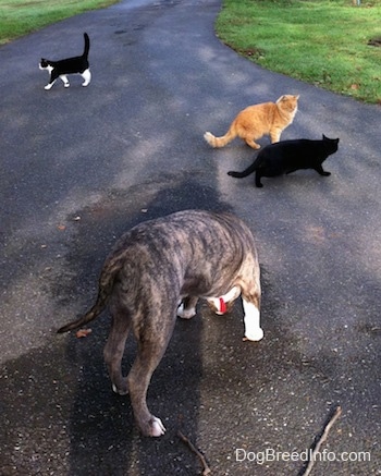 A blue-nose brindle Pit Bull Terrier puppy is sniffing a wet spot on a driveway. There are three cats in front of him. A black cat and an orange cat are walking to the right. A black with white cat is walking to the left.