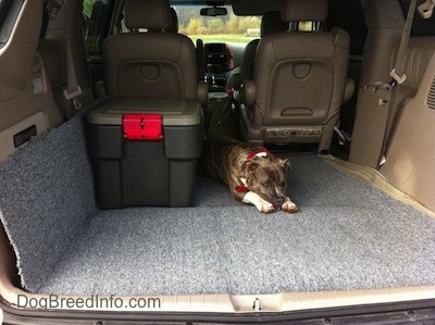 A blue-nose brindle Pit Bull Terrier is laying down in the backseat of a Toyota Sienna minivan vehicle.