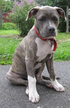 A blue-nose brindle Pit Bull Terrier puppy is sitting on a blacktop surface and he is looking down.
