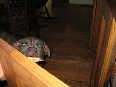 A blue-nose brindle Pit Bull Terrier puppy is standing in front of an open cabinet with a bone in his mouth.