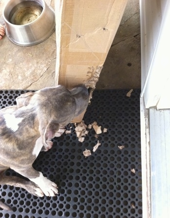 Top down view of A blue-nose brindle Pit Bull Terrier puppy chewing on a cardboard box outside on a stone porch.