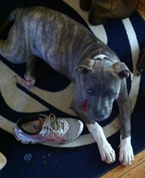 Top down view of a blue-nose brindle Pit Bull Terrier puppy that is laying on a Penn State University door mat. There is a shoe next to him.