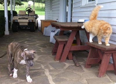 A blue-nose brindle Pit Bull Terrier puppy is walking across a stone porch and there is a cat walking on table adjacent to the puppy.