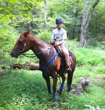 A girl is riding a horse in the woods and a blue-nose brindle Pit Bull Terrier puppy is walking with them.
