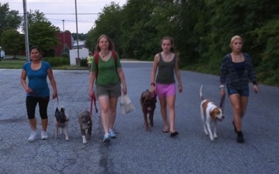 Four ladies are leading four dogs on a walk down the middle of a street at night.