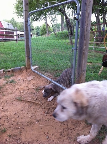 A blue-nose brindle Pit Bull Terrier puppy is crawling under a fence and walking next to him is a Great Pyrenees dog.
