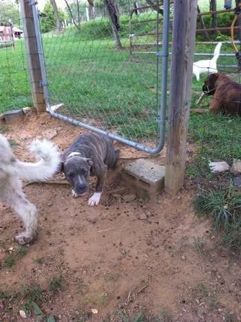 A blue-nose brindle Pit Bull Terrier puppy is on the other side of the fence and in front of him is a great pyrenees. On the opposite side of the fence a brown brindle Boxer is laying in grass and chewing on a bone as a white cat walks by.
