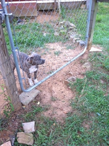 A blue-nose brindle Pit Bull Terrier puppy is standing in dirt and looking out of a metal gate.