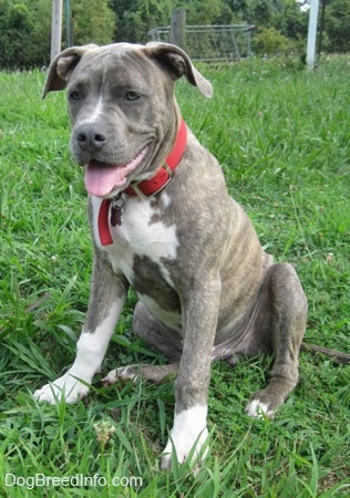 A happy-looking, panting, blue-nose brindle Pit Bull Terrier puppy is sitting in grass and he is looking to the left.