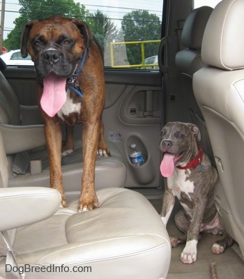 A blue-nose brindle Pit Bull Terrier puppy is sitting behind a driver seat and a brown brindle Boxer is standing across the back bucket seats of a Toyota Sienna minivan. Both dogs are panting.