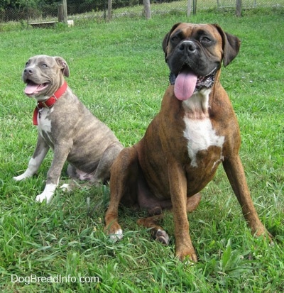 Two dogs panting and sitting back to back in grass - A blue-nose brindle Pit Bull Terrier puppy and a brown brindle Boxer.