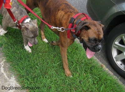 A blue-nose brindle Pit Bull Terrier puppy and a brown brindle Boxer are walking in grass down a street next to a car. They both are panting.
