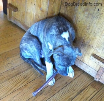 A blue-nose brindle Pit Bull Terrier puppy is sitting on a hardwood floor against a wooden cabinet chewing a bully stick.