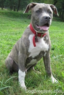 A blue-nose brindle Pit Bull Terrier puppy is sitting in grass and he is looking to the right. His mouth is open and tongue is out.