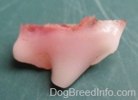 Close up - A tooth is on a green plate.