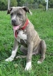 A blue-nose brindle Pit Bull Terrier puppy is sitting in grass and he is looking to the left. He is panting.