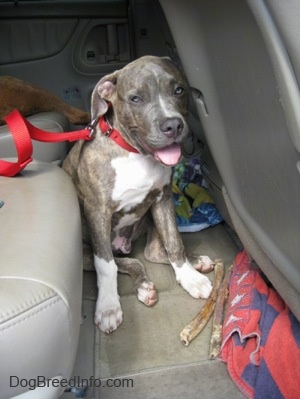 A blue-eyed, blue-nose brindle Pit Bull Terrier puppy is sitting in the middle seat area of a minivan vehicle and he is looking forward. His mouth is open and tongue is out. There are two long bully-stick bones in front of him.