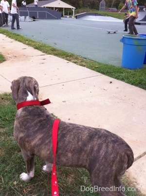 The back of a blue-nose brindle Pit Bull Terrier puppy that is standing in grass and looking at people skatebord at a skatepark.