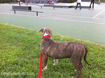 A blue-nose brindle Pit Bull Terrier puppy is standing in grass and he is looking at people skateboarding at a skatepark.
