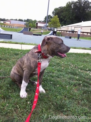 A blue-nose brindle Pit Bull Terrier puppy is sitting in grass and he is looking to the right. His mouth is open and tongue is out.