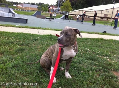 A blue-nose brindle Pit Bull Terrier puppy is sitting in grass and he is looking to the left. His mouth is open and there are people skateboarding behind him.