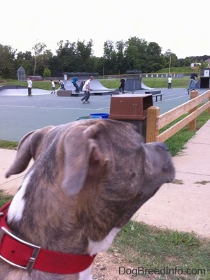 Side view head shot - The back of a blue-nose brindle Pit Bull Terrier puppy that is sitting in grass and looking over at a skatepark in front of him.