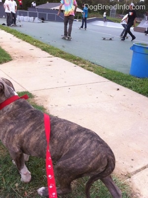 A blue-nose brindle Pit Bull Terrier puppy is walking across a grass surface and behind him there are people skateboarding.