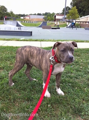 A blue-nose brindle Pit Bull Terrier puppy is standing in grass and he is looking forward. There is a skate park behind him.