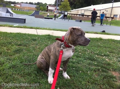 A blue-nose brindle Pit Bull Terrier puppy is sitting in grass and he is looking to the right. Behind him is a skatepark filled with people skating.
