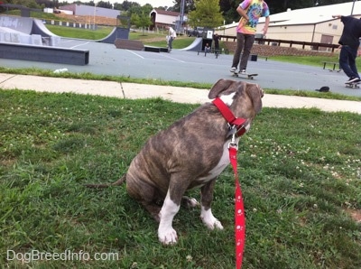 A blue-nose brindle Pit Bull Terrier puppy is sitting in grass and he is looking at people skating behind him.