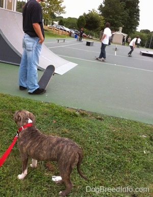 A blue-nose brindle Pit Bull Terrier puppy is standing in grass and he is looking at a person in a black shirt standing on a skateboard at the skatepark.