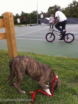 A blue-nose brindle Pit Bull Terrier puppy is standing in grass sniffing the ground. There is a person riding a bike across a skateboard park.