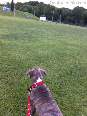 The back of a blue-nose brindle Pit Bull Terrier puppy that is looking across a field at a flock of Geese.