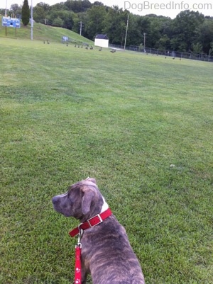 The back of a blue-nose brindle Pit Bull Terrier puppy that is standing in a field and looking to the left at a flock of Geese
